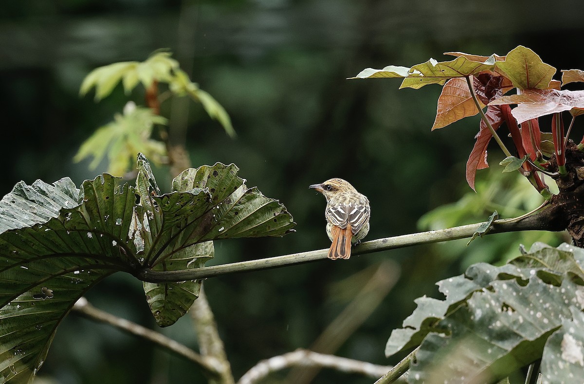 Streaked Flycatcher - ML645630870