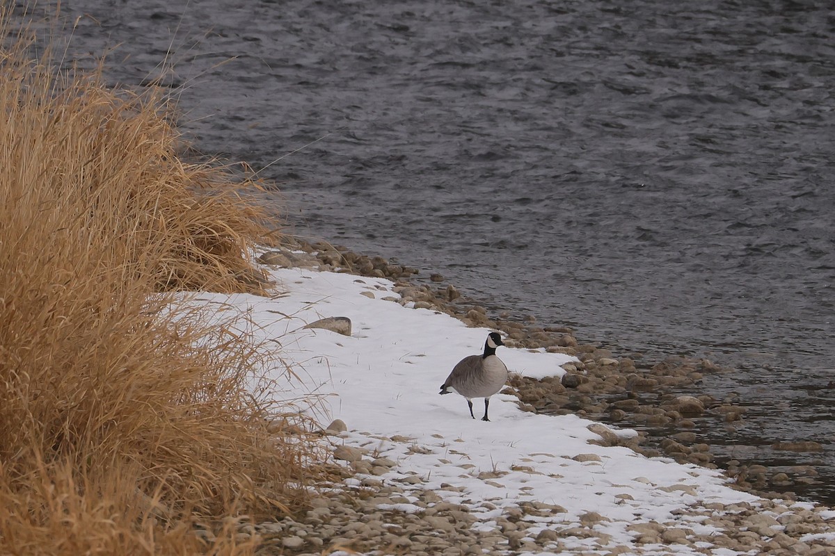 Cackling Goose - ML645630872