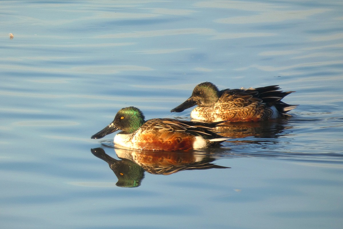 Northern Shoveler - ML645630873