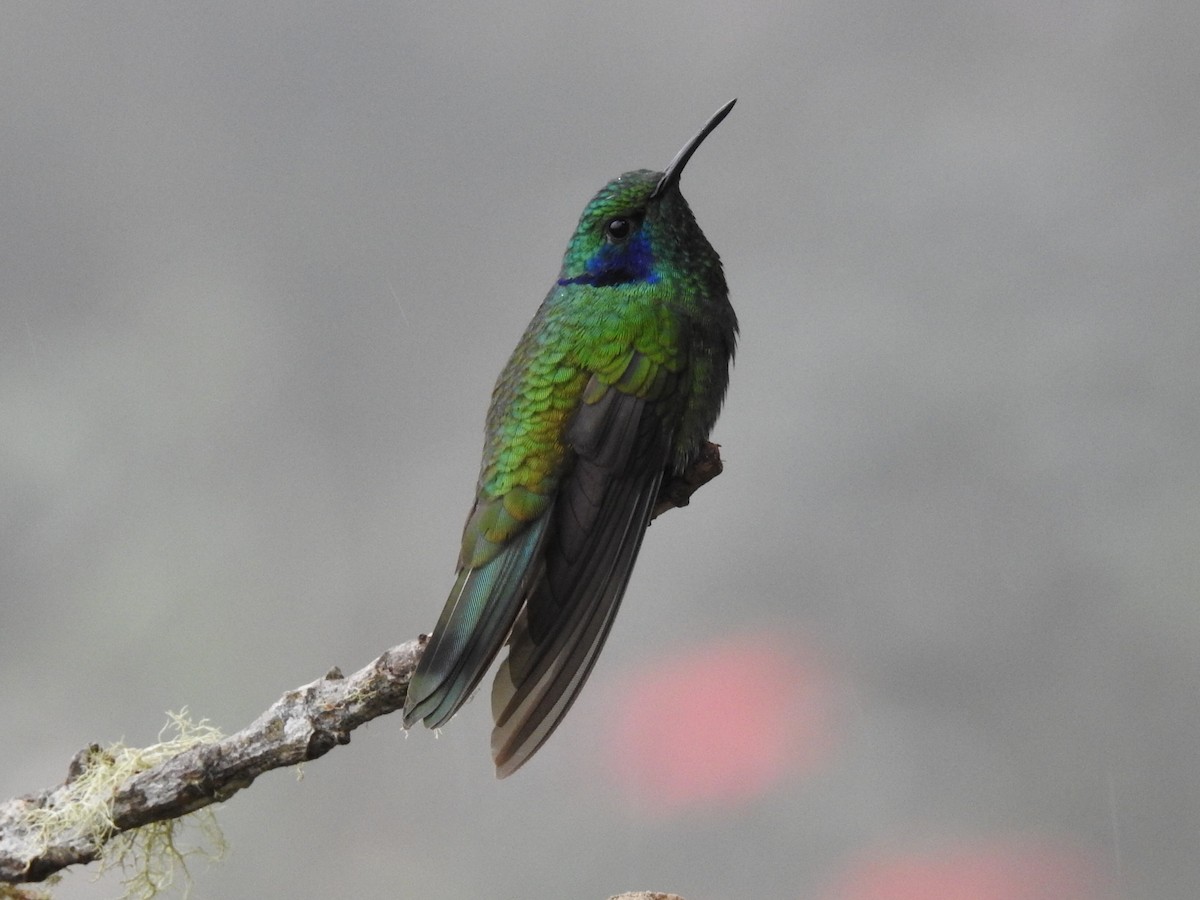 Lesser Violetear - ML645630875