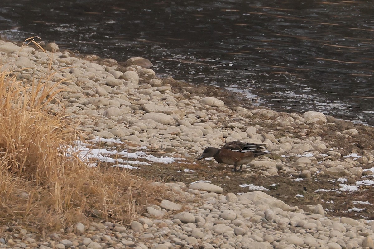 American Wigeon - ML645630876