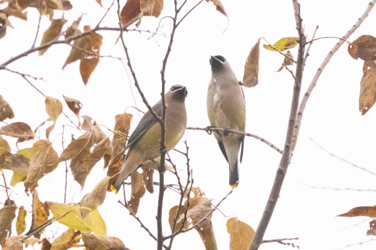 Bohemian x Cedar Waxwing (hybrid) - ML645630877