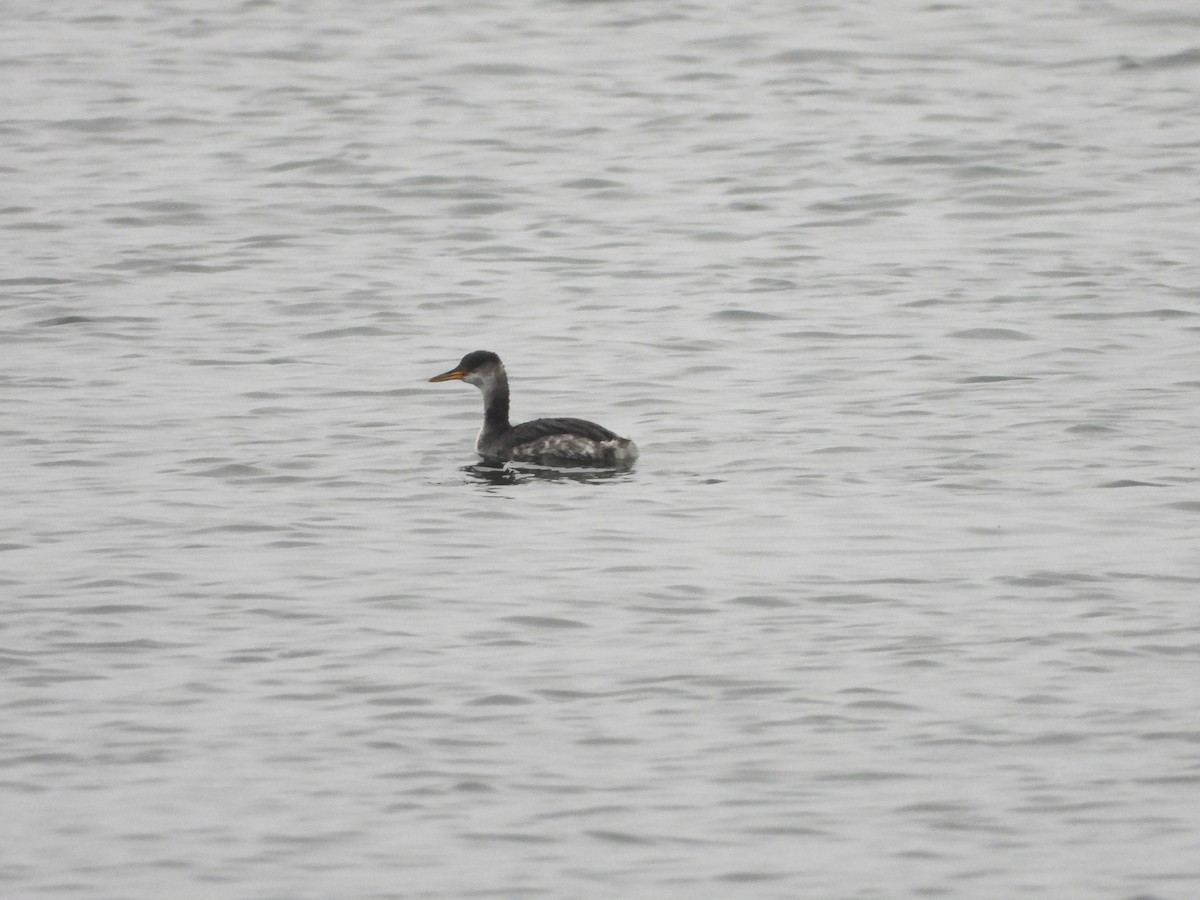 Пірникоза сірощока - ML645630880