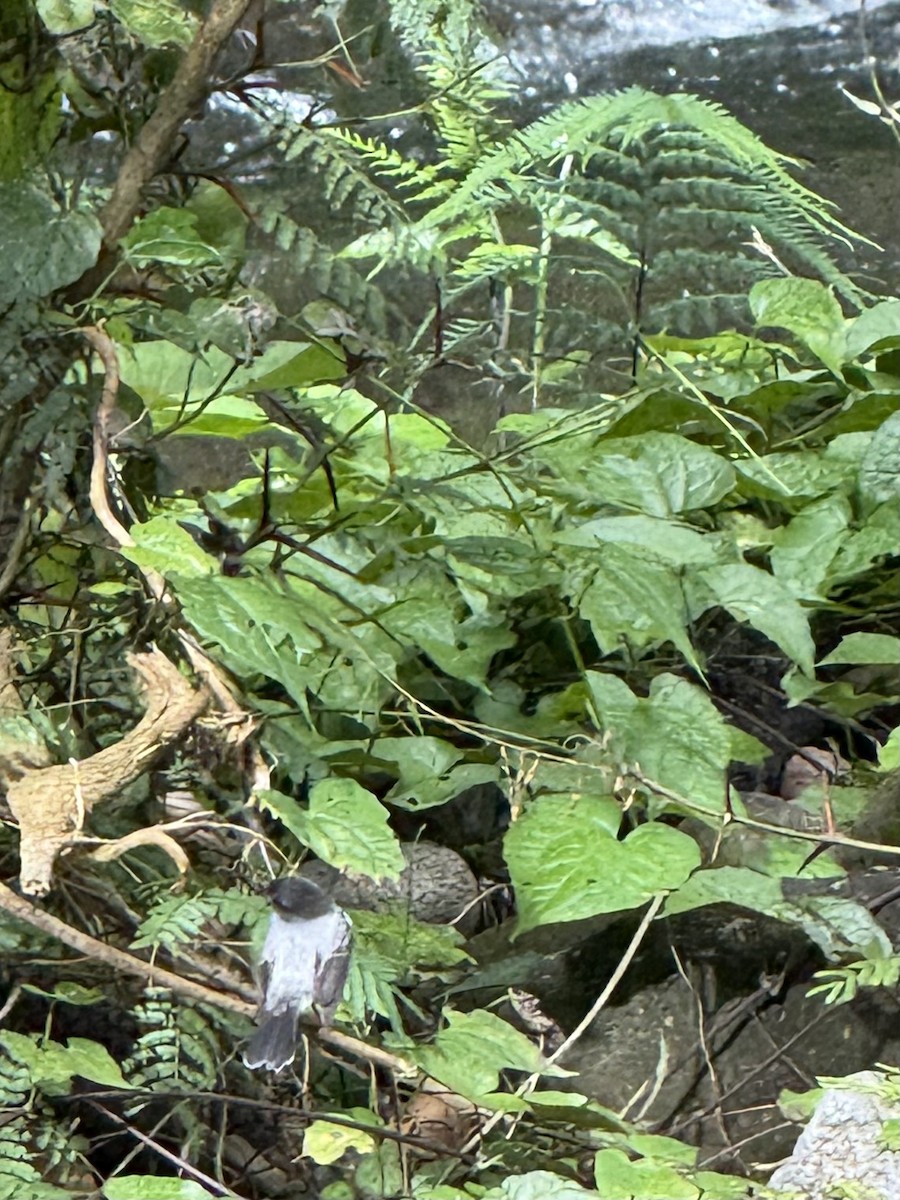 Torrent Tyrannulet - ML645630881