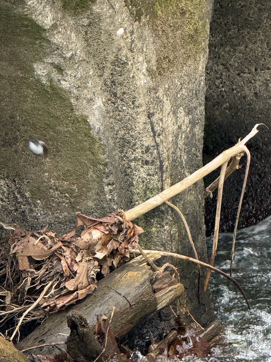 Torrent Tyrannulet - ML645630882