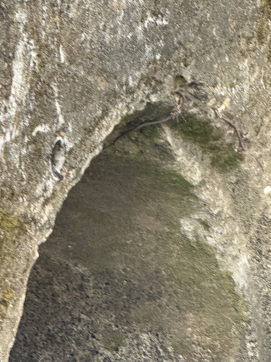 Torrent Tyrannulet - ML645630883