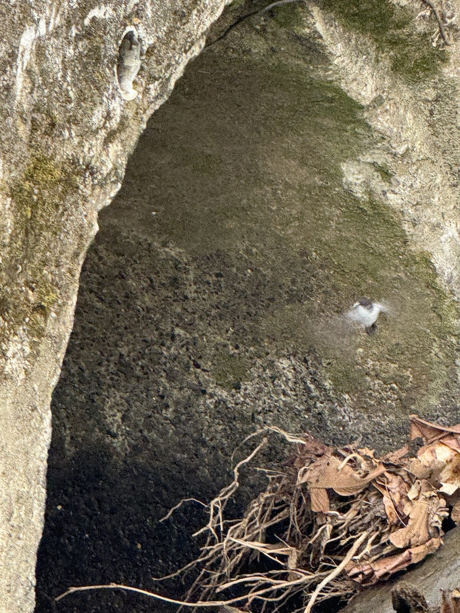 Torrent Tyrannulet - ML645630884