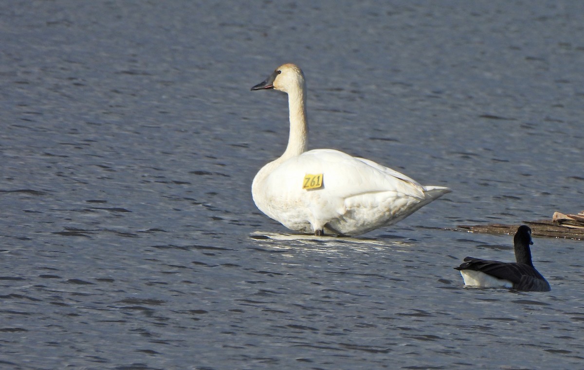 Trumpeter Swan - ML645630886