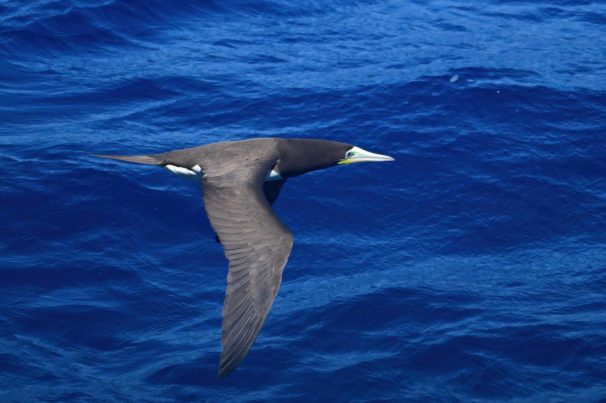 Brown Booby - ML645630887