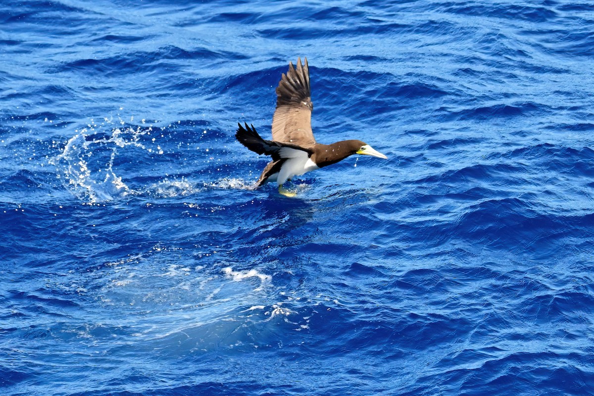 Brown Booby - ML645630888