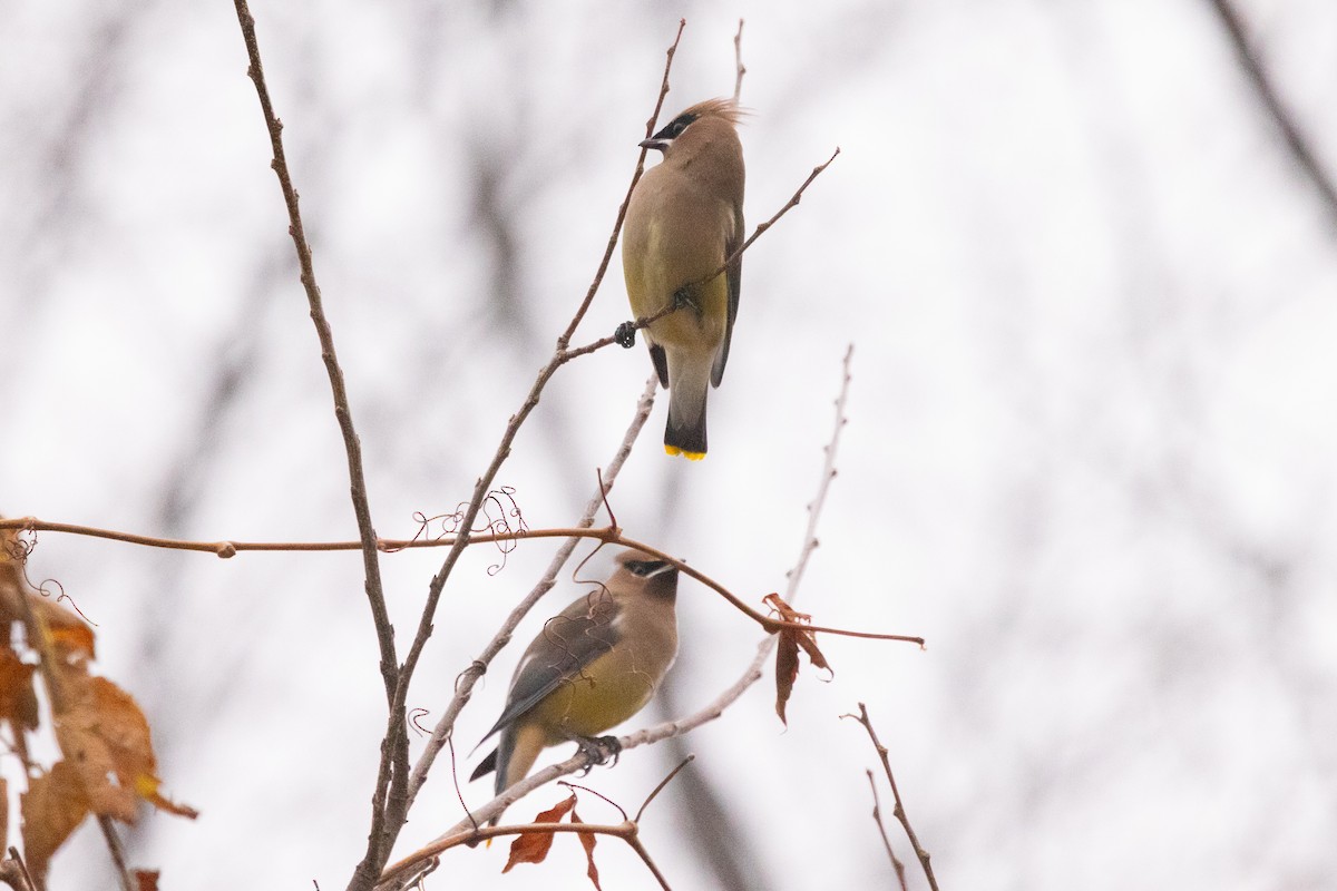 Bohemian x Cedar Waxwing (hybrid) - ML645630889