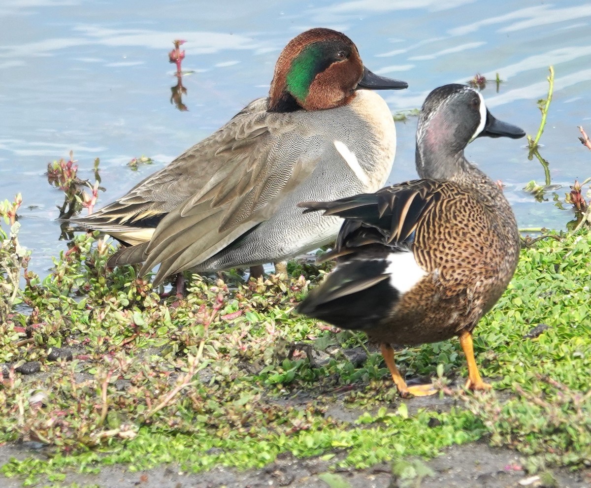 Cerceta Aliazul - ML645630890