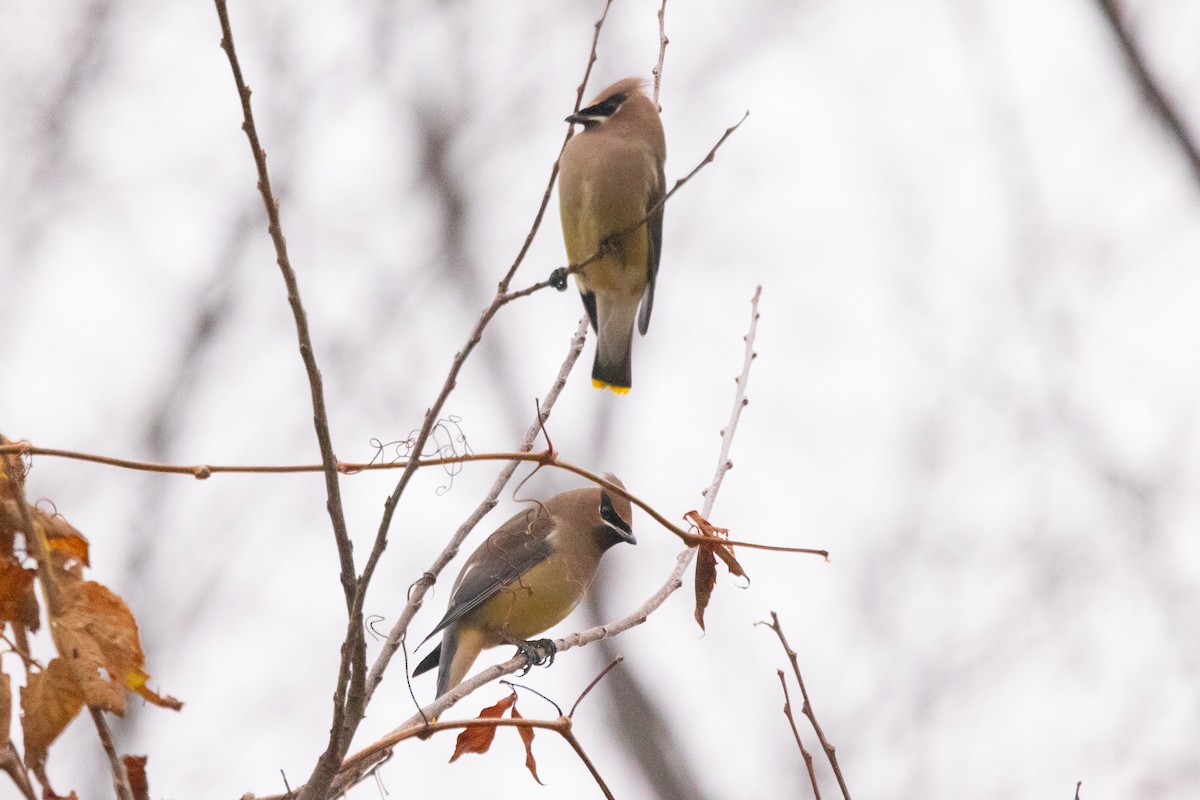 Bohemian x Cedar Waxwing (hybrid) - ML645630908