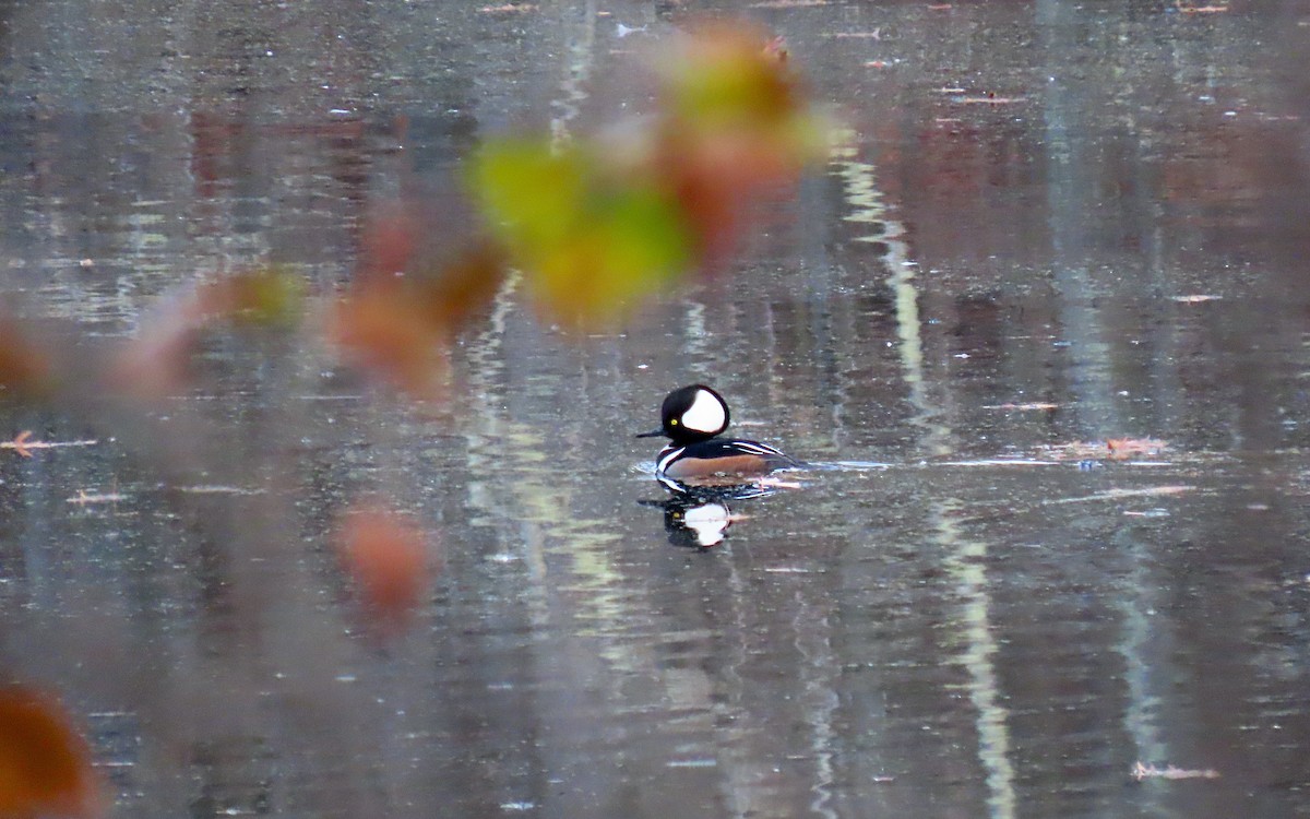 Hooded Merganser - ML645630911