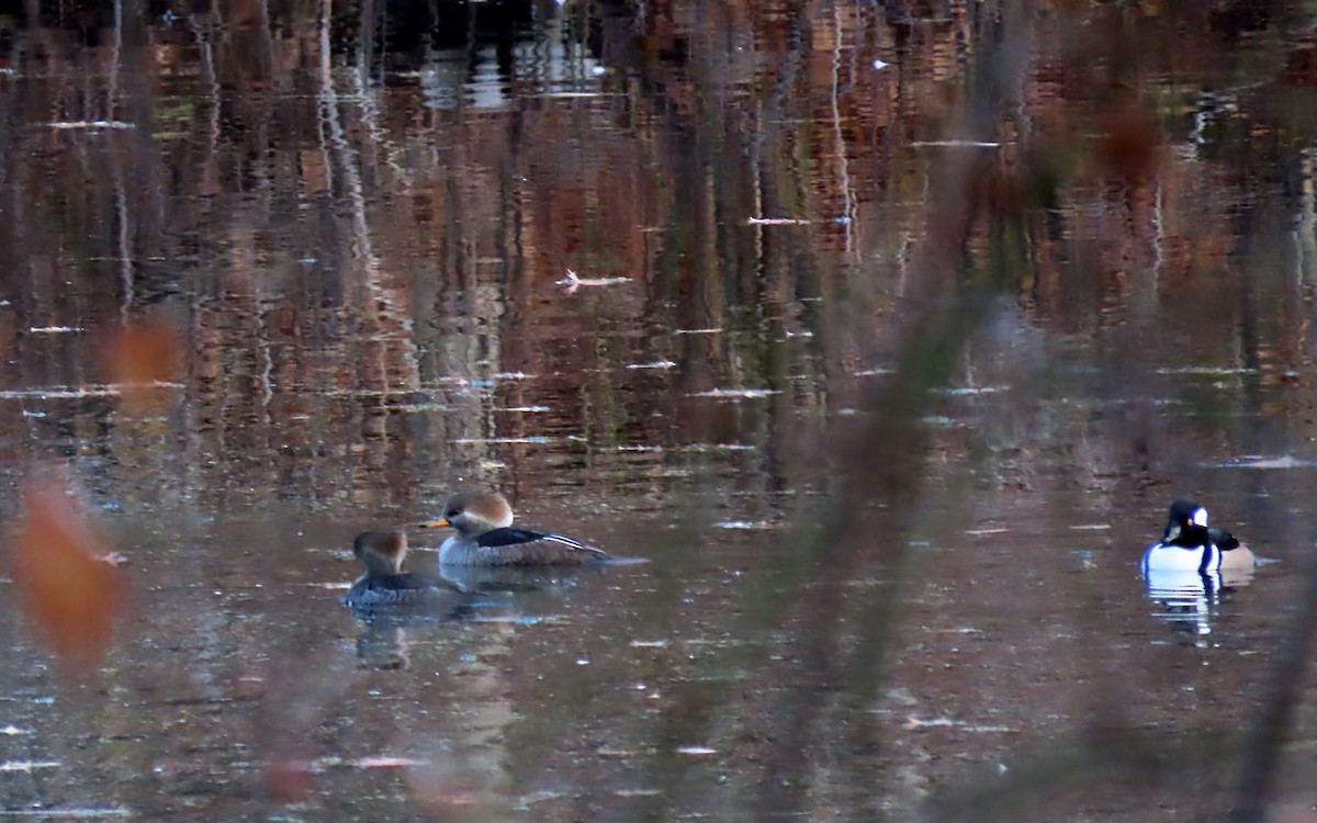 Hooded Merganser - ML645630913