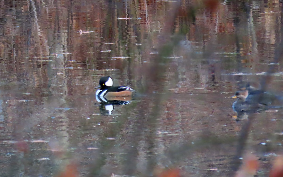 Hooded Merganser - ML645630916