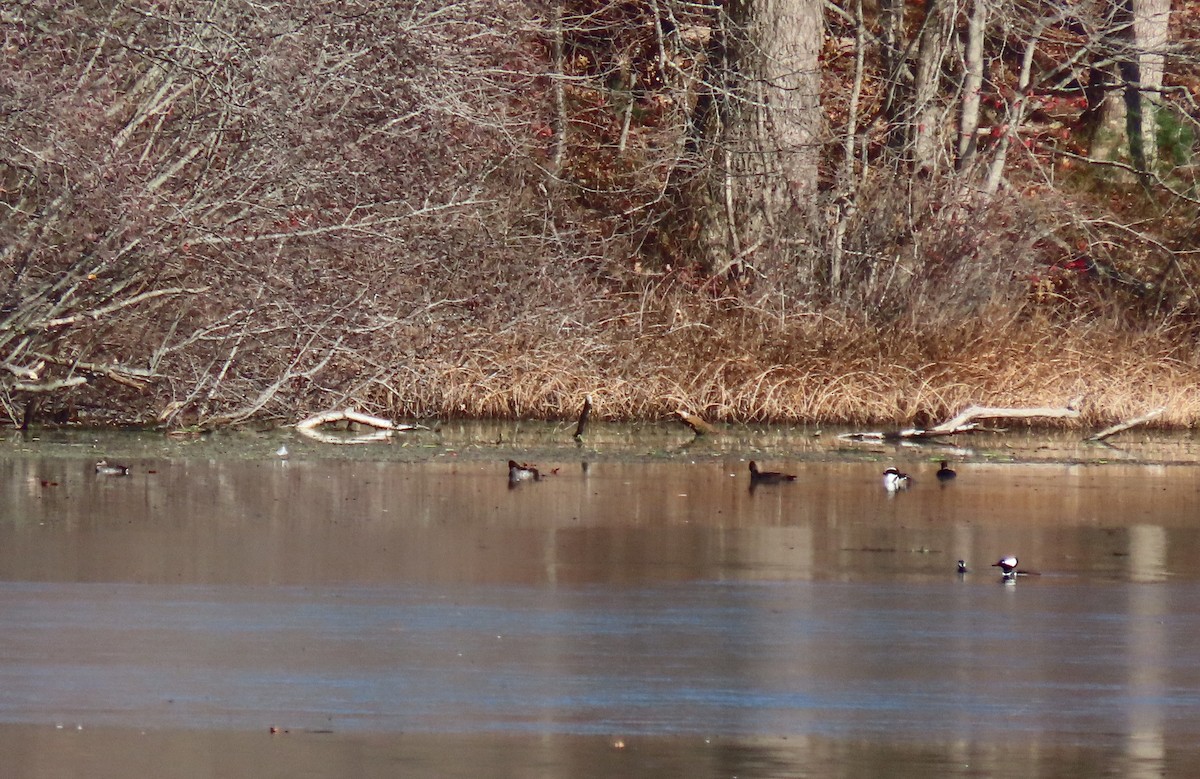 Hooded Merganser - ML645630920