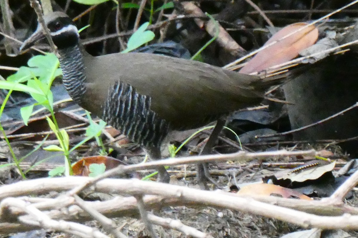 Barred Rail - ML645630929