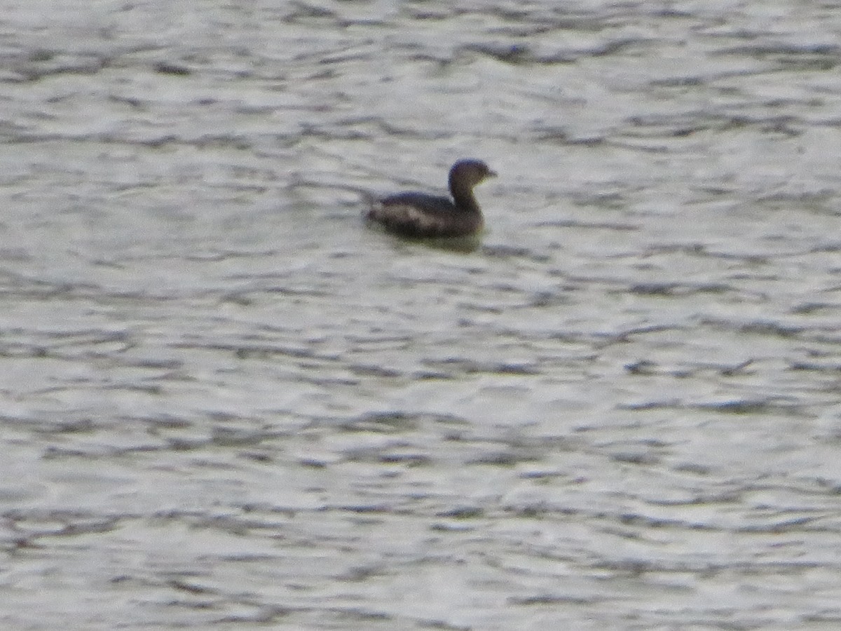 Пірникоза рябодзьоба - ML645630930