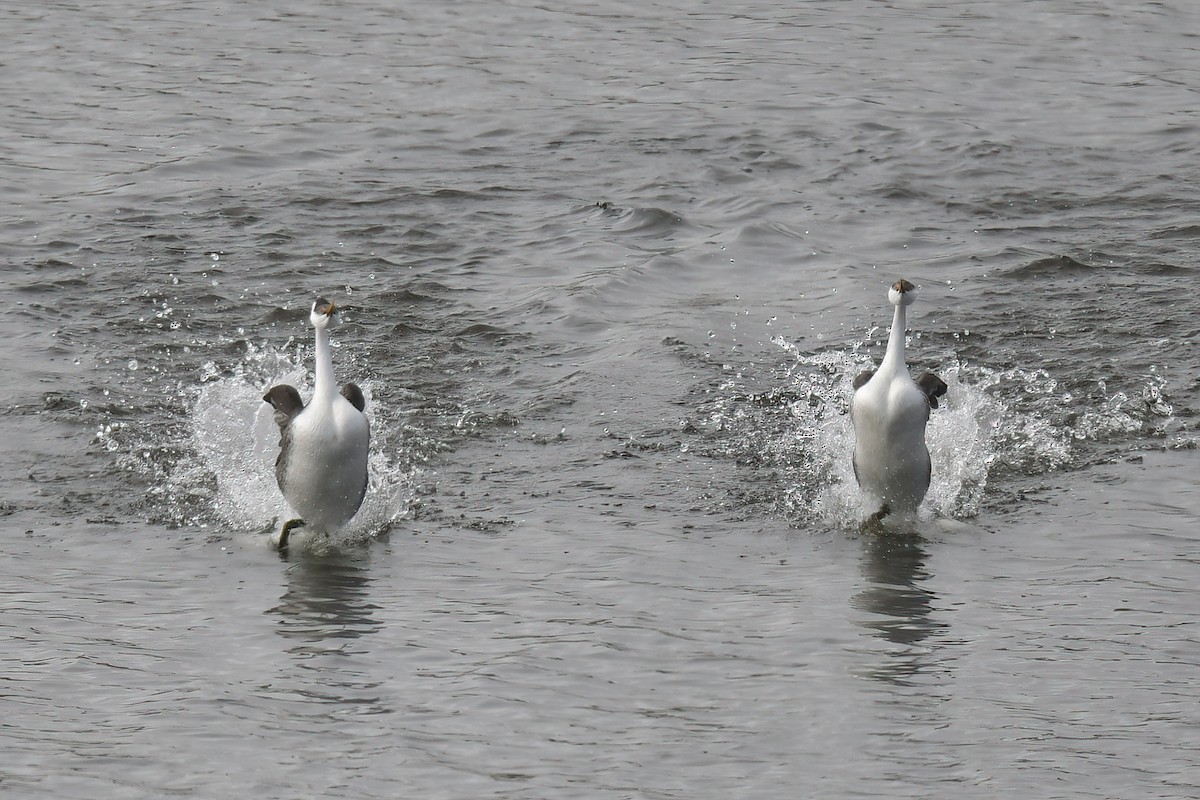 Пірникоза західна - ML645630931