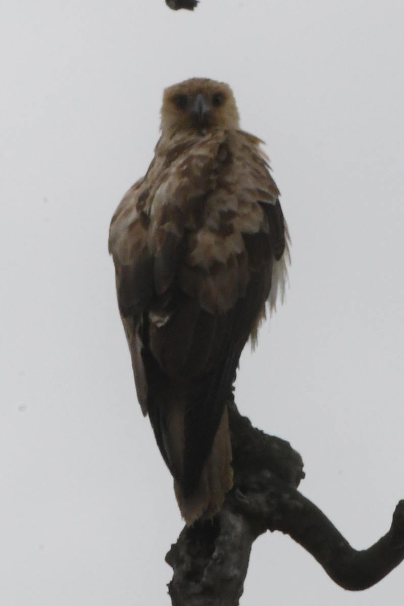 Шуліка-свистун - ML645630932