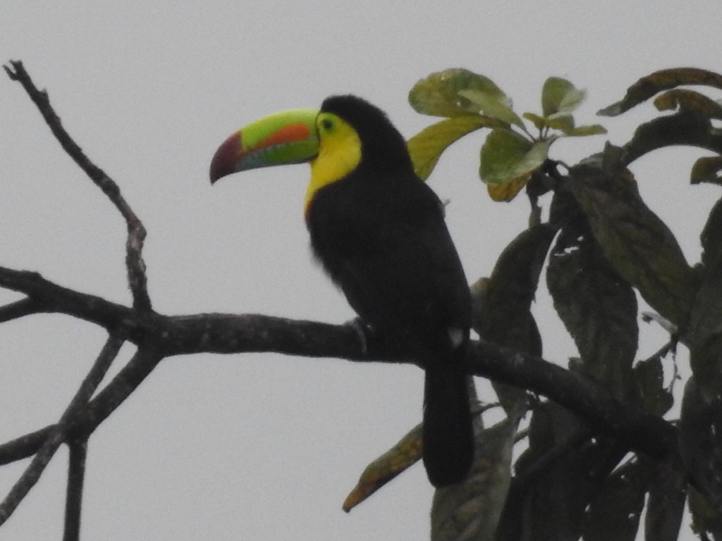 tukan středoamerický - ML645630933