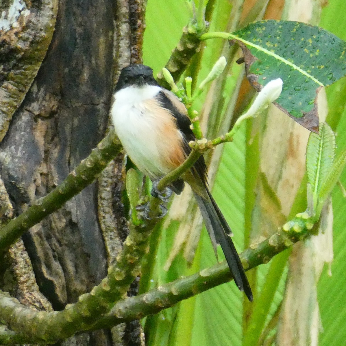 Сорокопуд довгохвостий - ML645630935