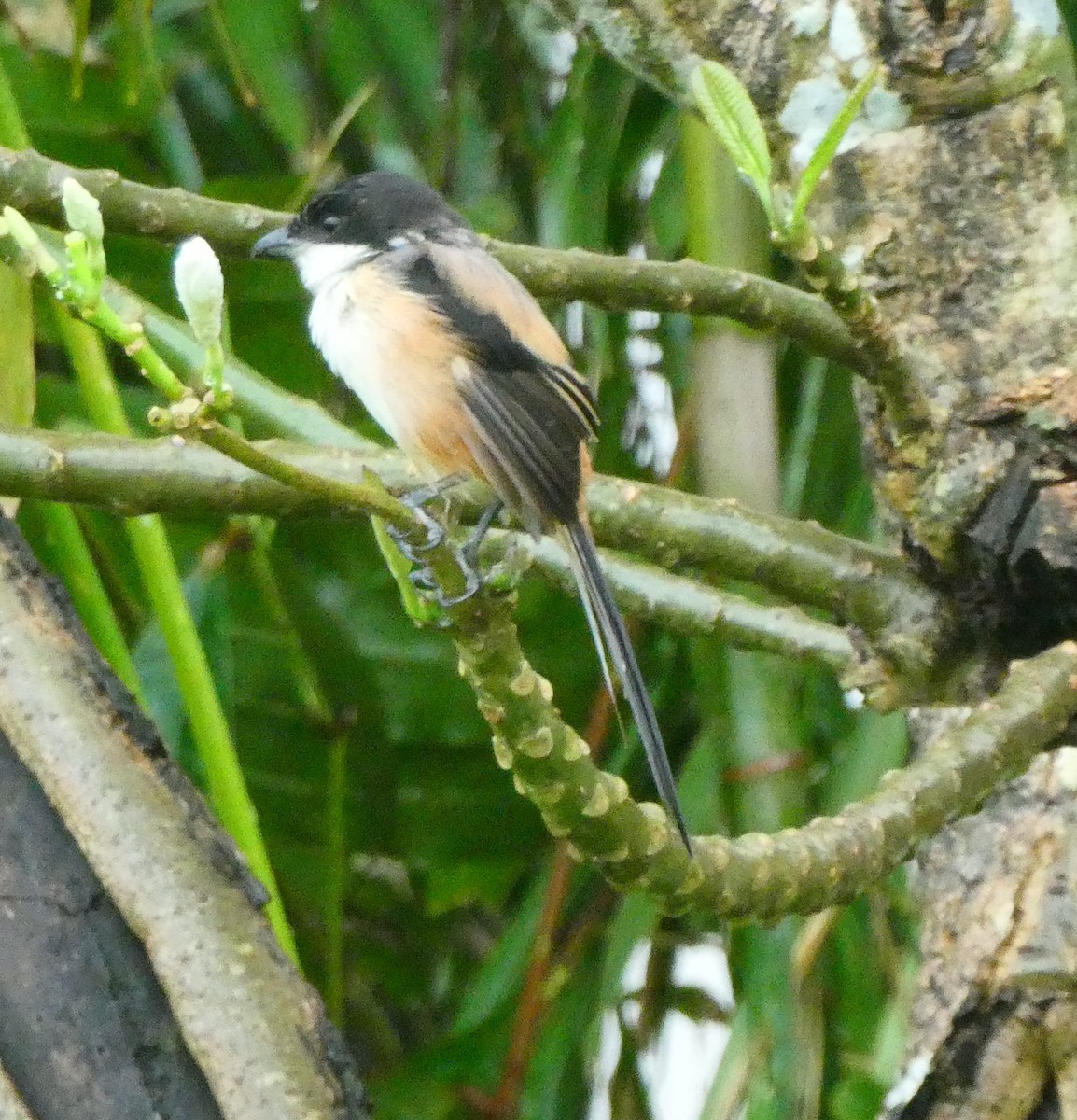 Сорокопуд довгохвостий - ML645630936