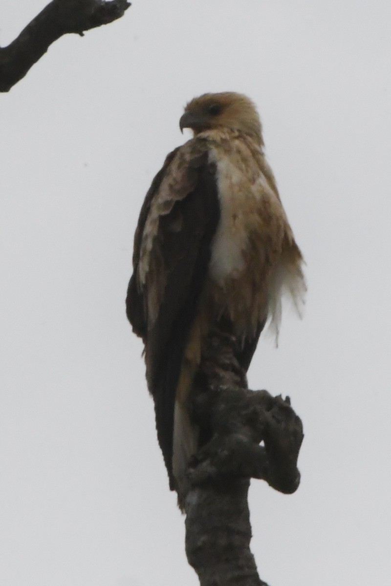 Шуліка-свистун - ML645630937