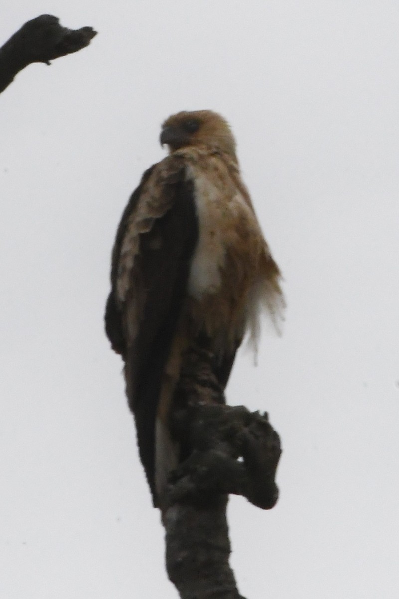 Шуліка-свистун - ML645630938