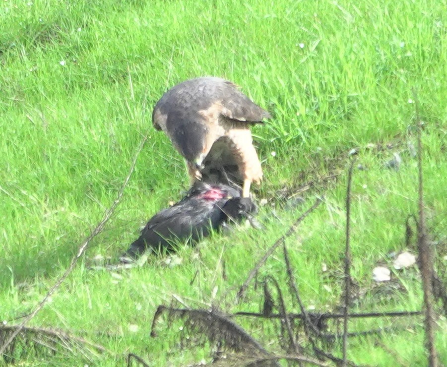 Яструб чорноголовий - ML645630939