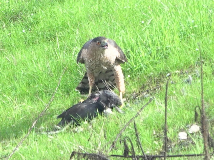 Яструб чорноголовий - ML645630940