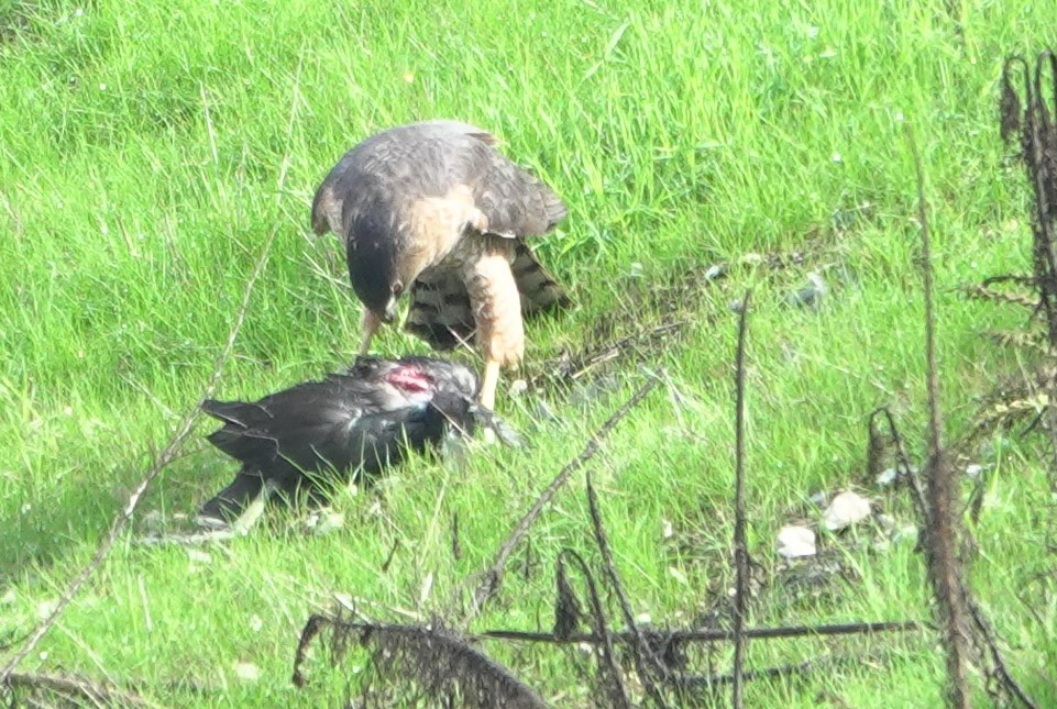 Яструб чорноголовий - ML645630941