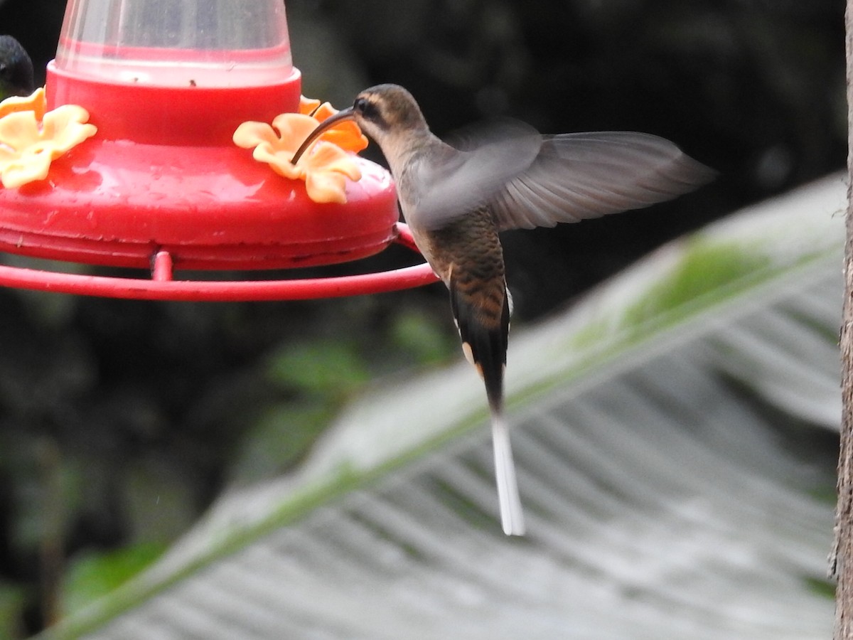 Ерміт мексиканський - ML645630942