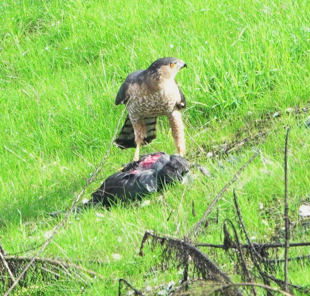 Яструб чорноголовий - ML645630943