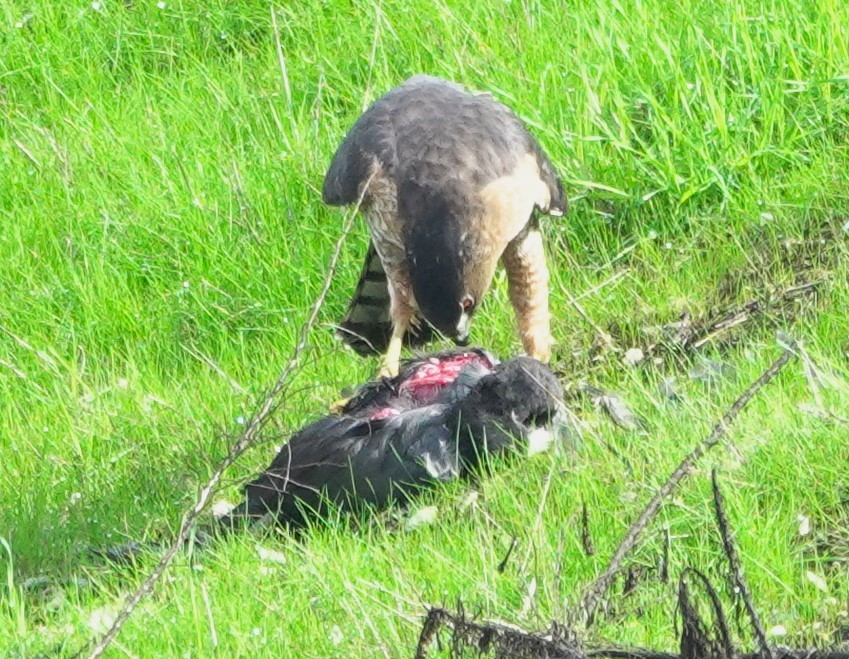 Яструб чорноголовий - ML645630944