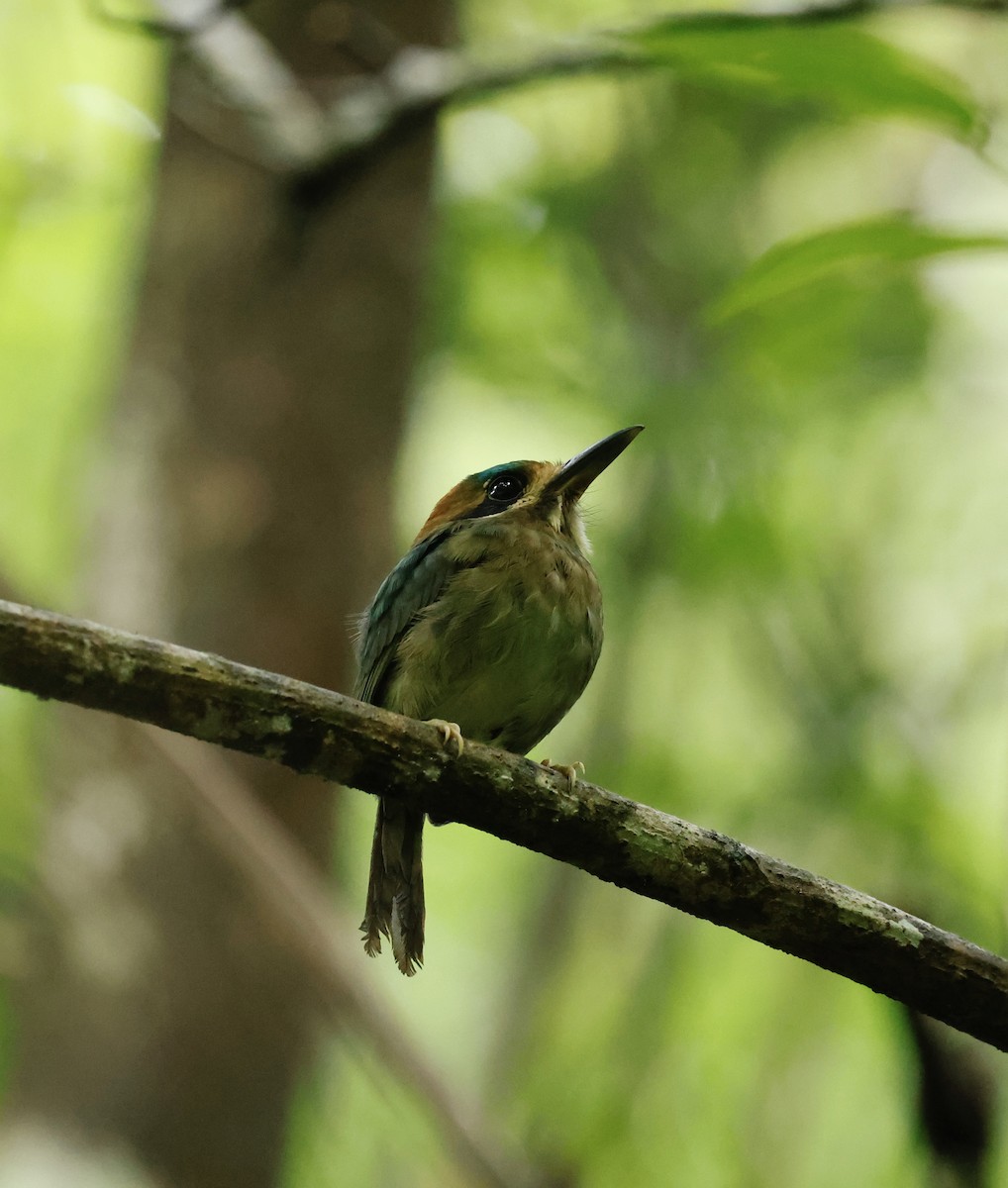 Момот малий - ML645630946