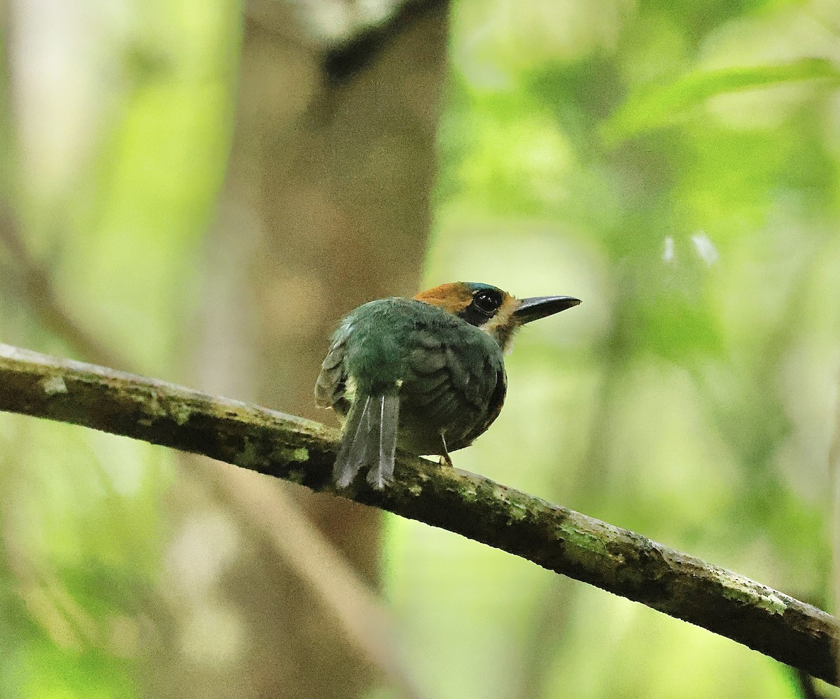 Момот малий - ML645630947