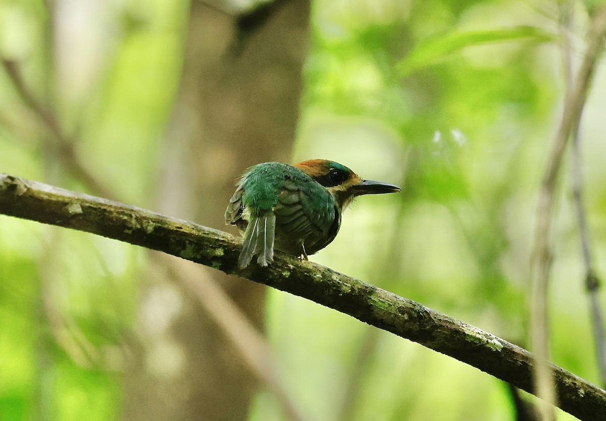 Момот малий - ML645630948