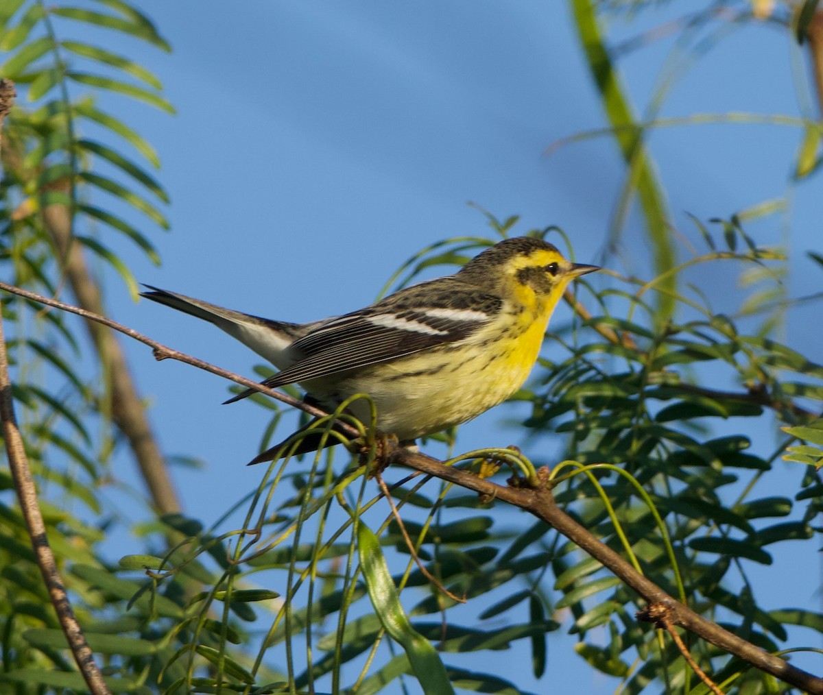 Пісняр-лісовик рудоволий - ML645630961