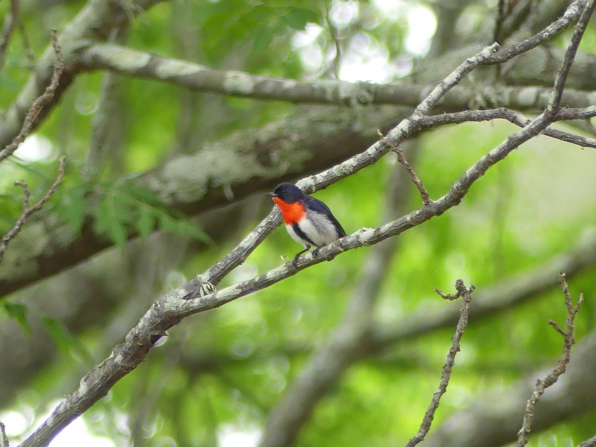 Квіткоїд австралійський - ML645630963