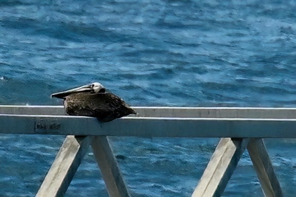 Пелікан бурий - ML645630964