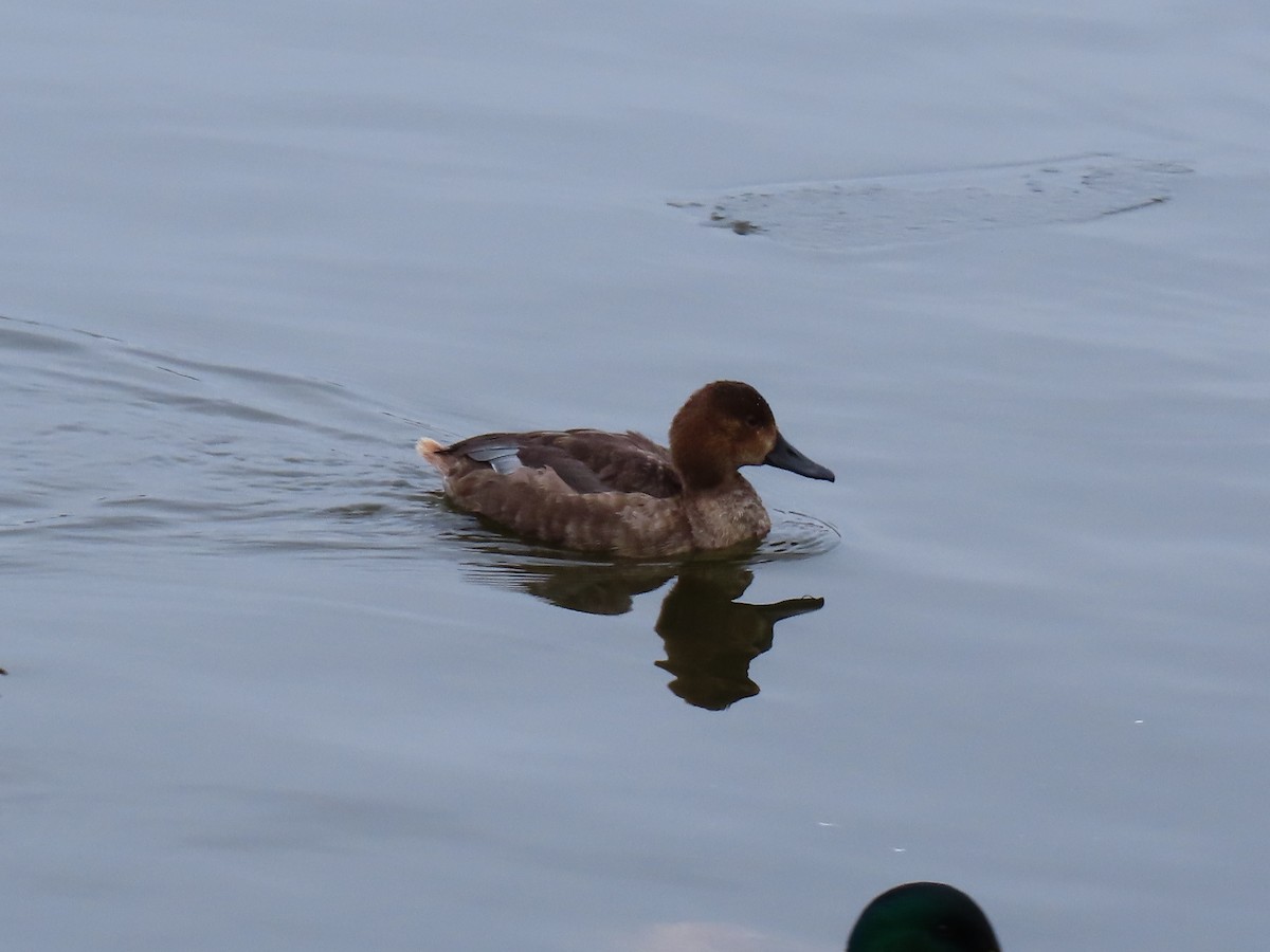 Попелюх американський - ML645630976