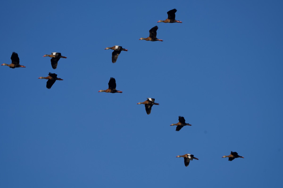 Black-bellied Whistling-Duck - ML645630999