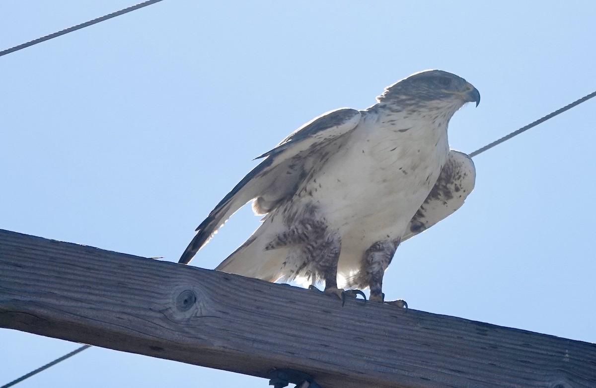 Ferruginous Hawk - ML645631019