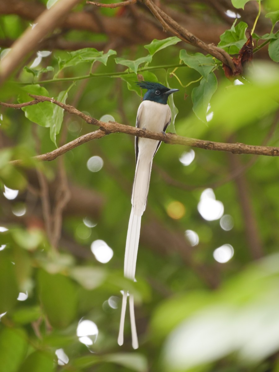 Indian Paradise-Flycatcher - ML645631032