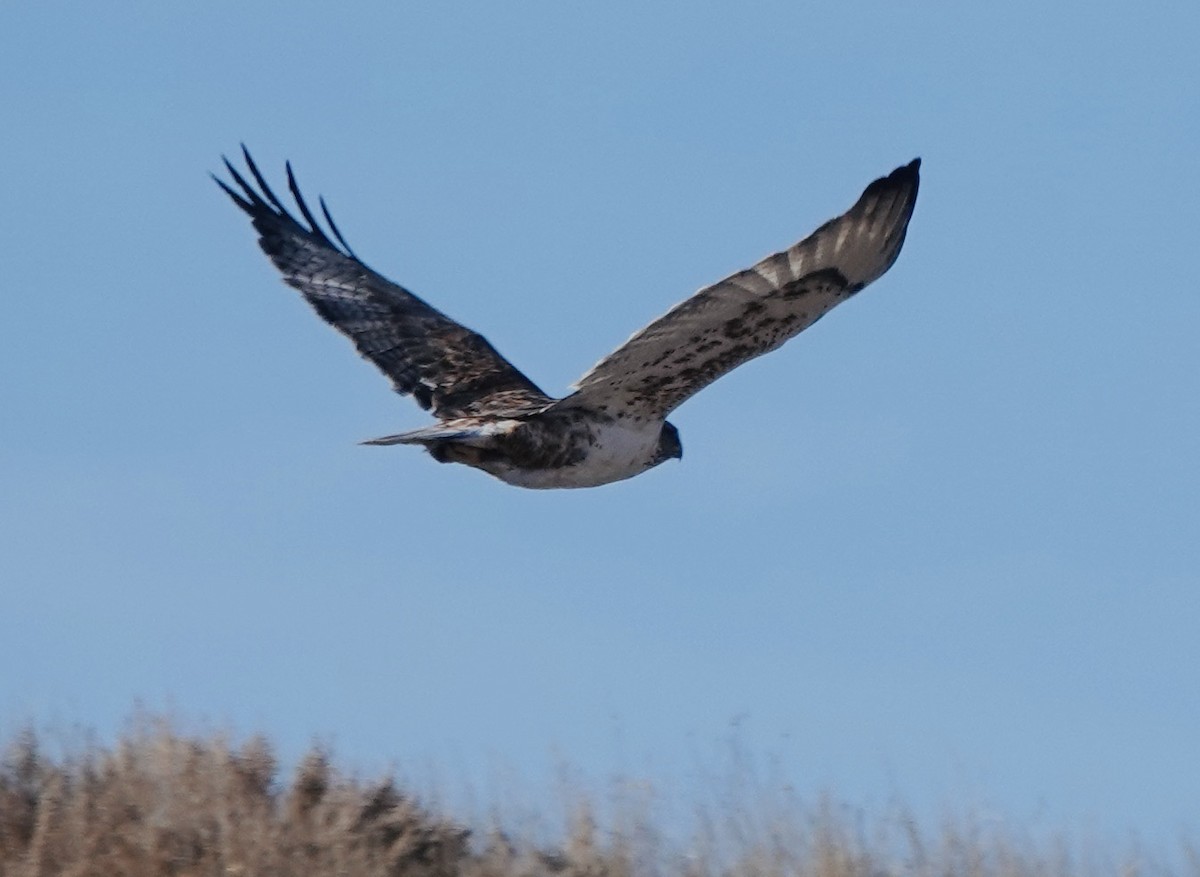 Ferruginous Hawk - ML645631035