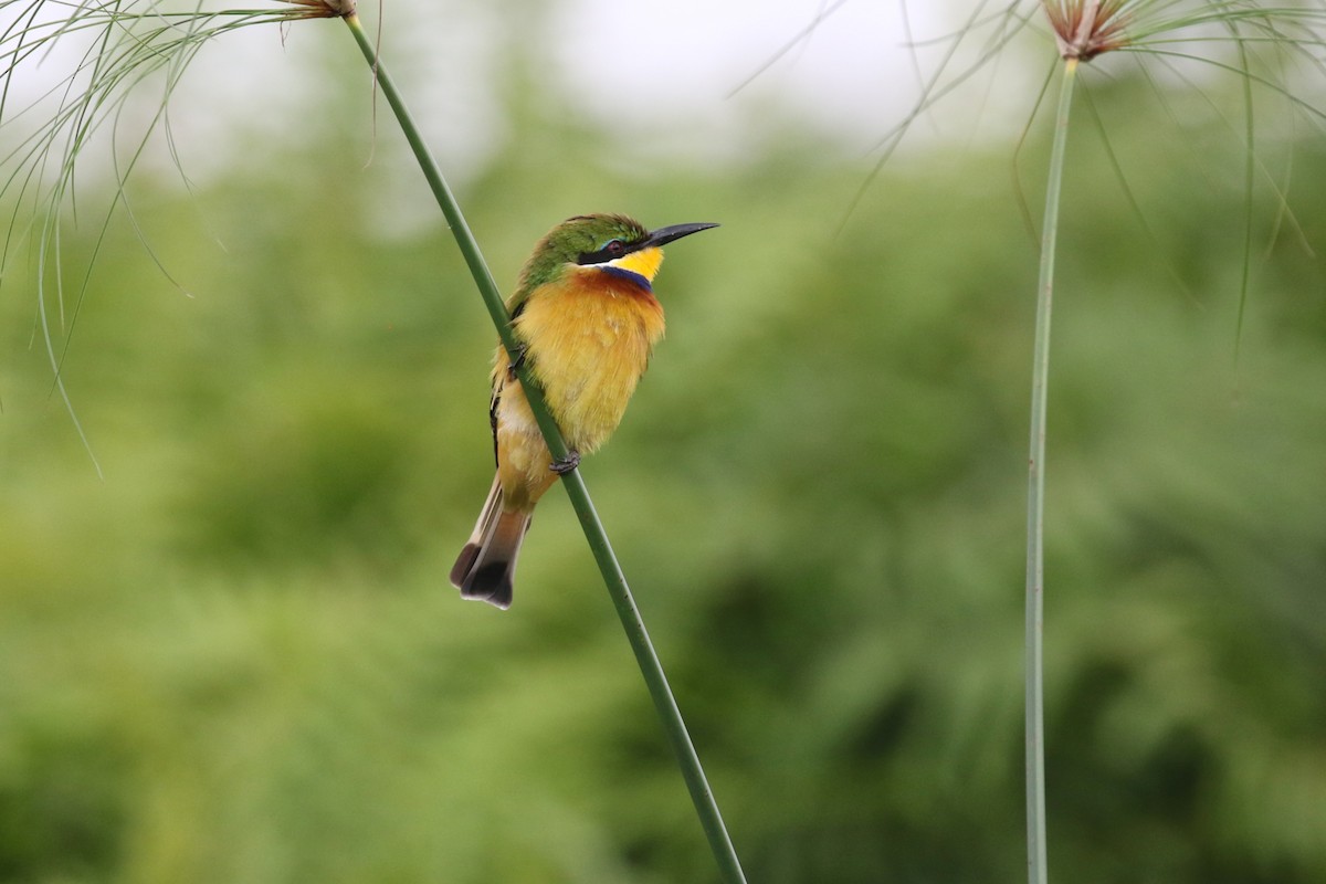Blue-breasted Bee-eater - ML645631037