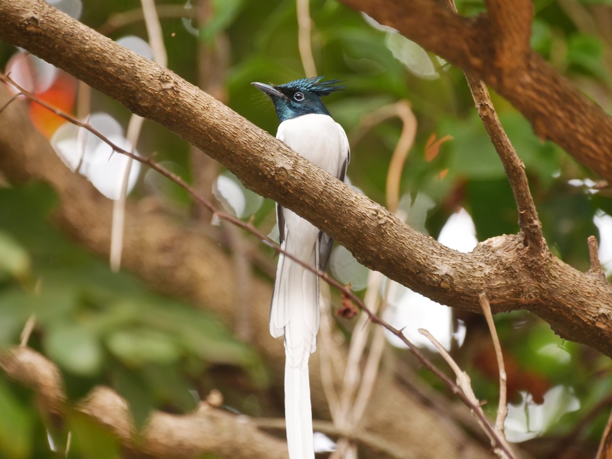 Indian Paradise-Flycatcher - ML645631047
