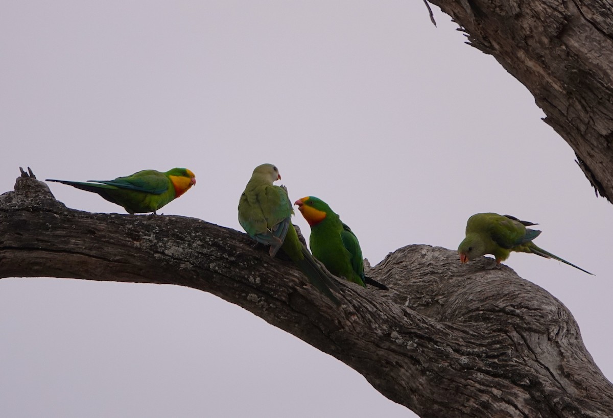 Superb Parrot - ML645631049